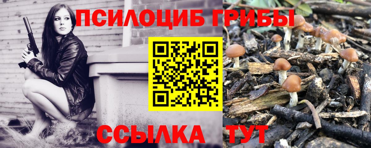 Иркутск  Псилоцибиновые грибы Cubensis  Вход с VPN 
